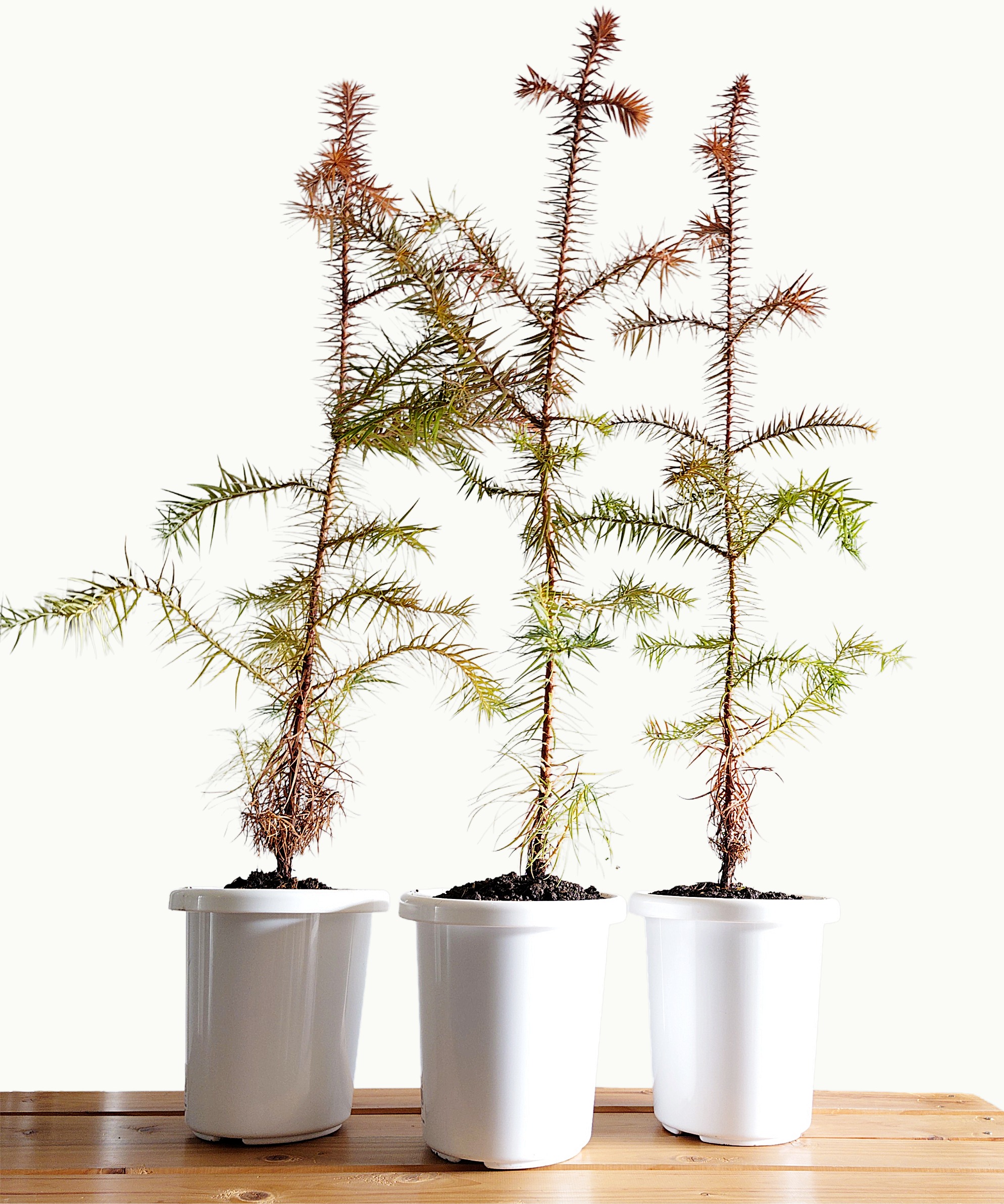 コウヨウザン紹介